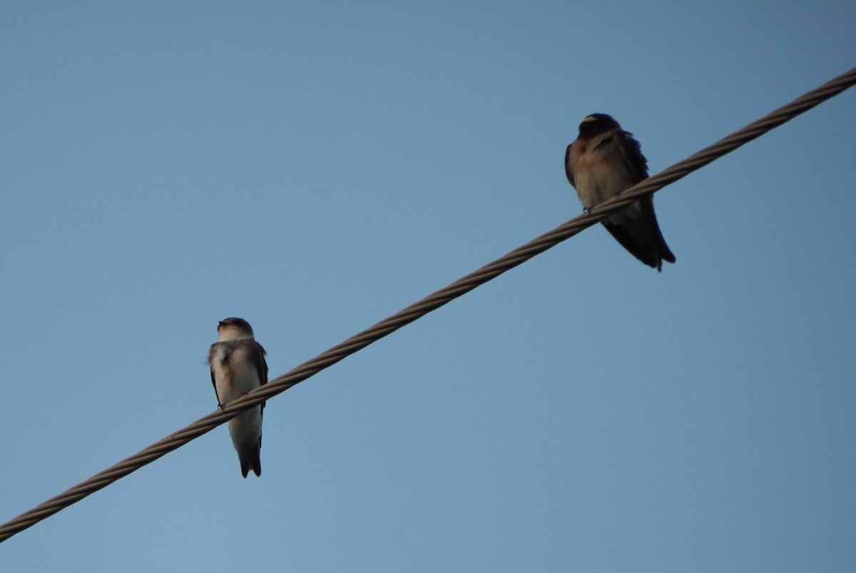 Bank Swallow - André Dionne