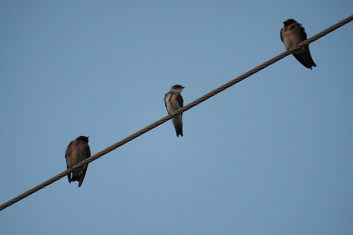 Bank Swallow - André Dionne