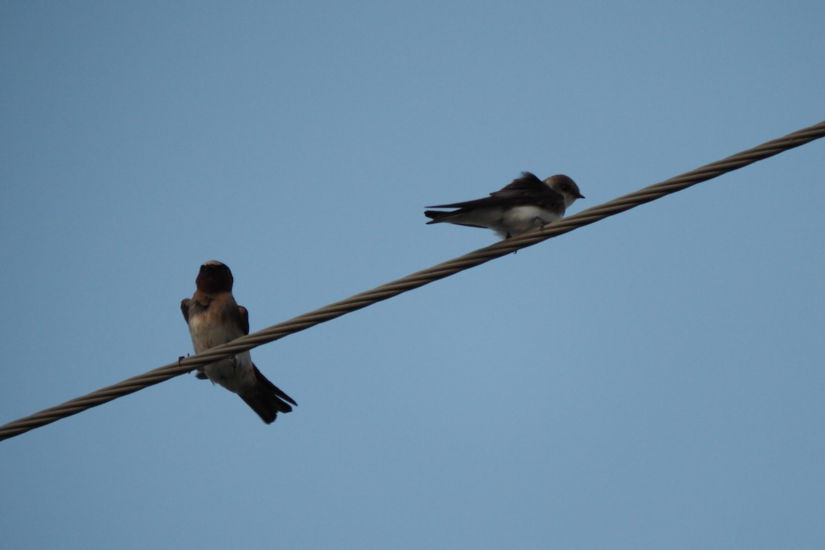 Bank Swallow - André Dionne