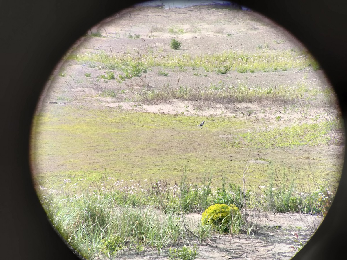 Black-bellied Plover - ML619467986