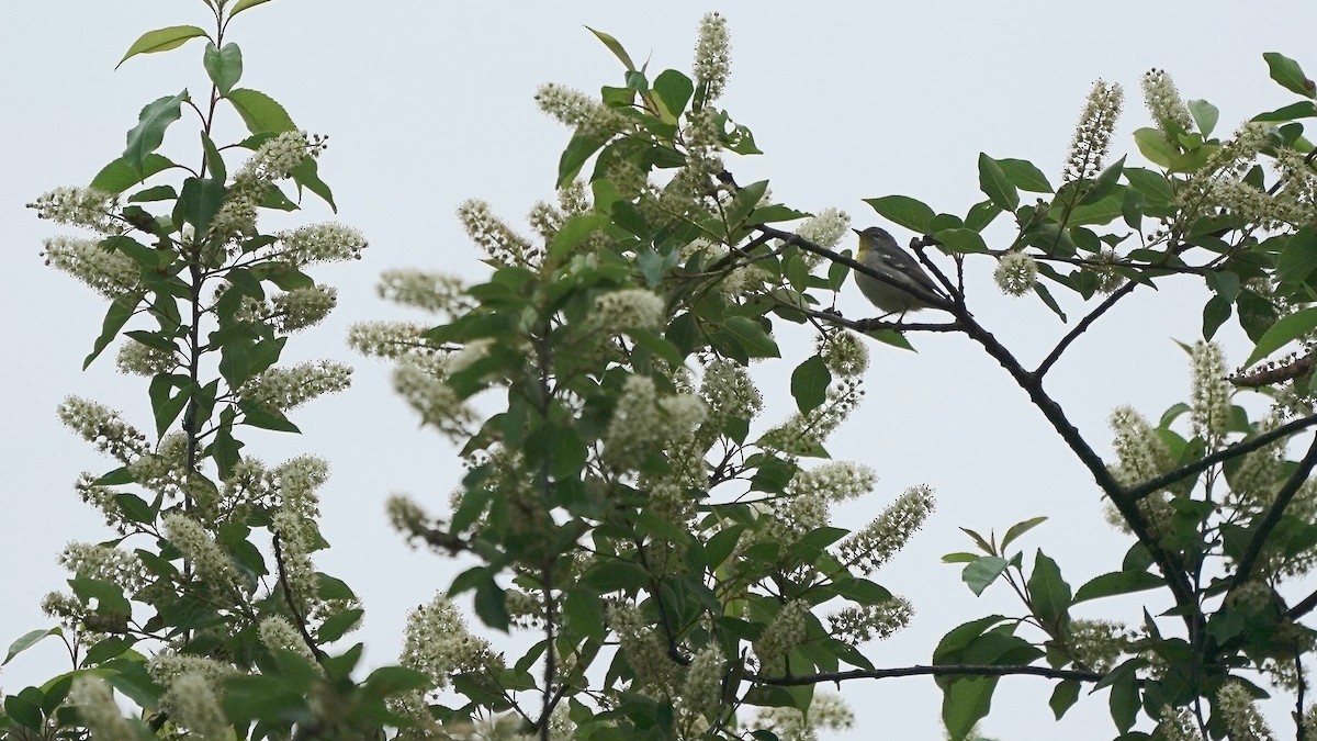 Northern Parula - Indira Thirkannad