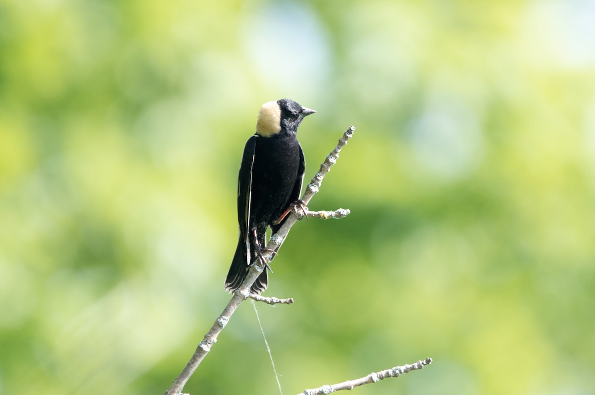 Bobolink - Barry Cull