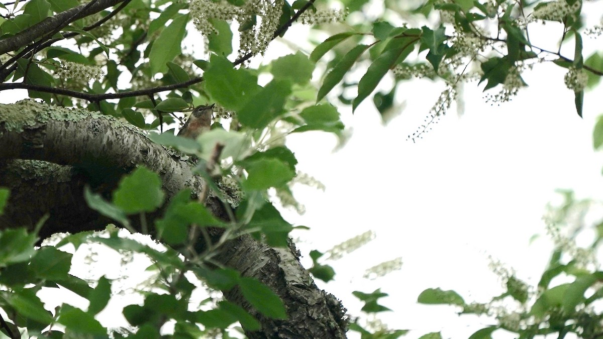 Bay-breasted Warbler - Indira Thirkannad