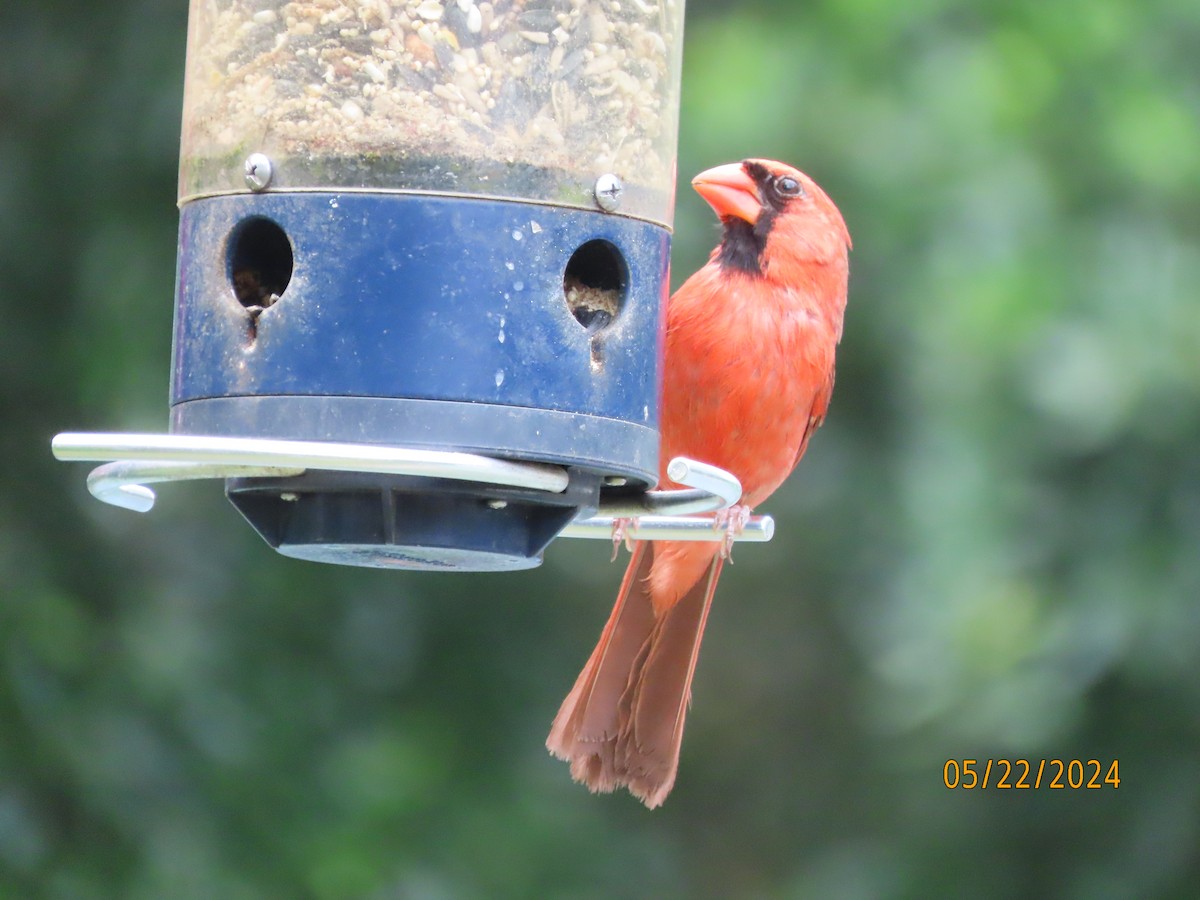 Northern Cardinal - Susan Leake