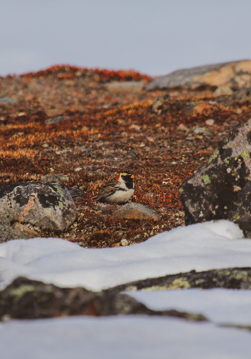 Lapland Longspur - Camryn Vestby