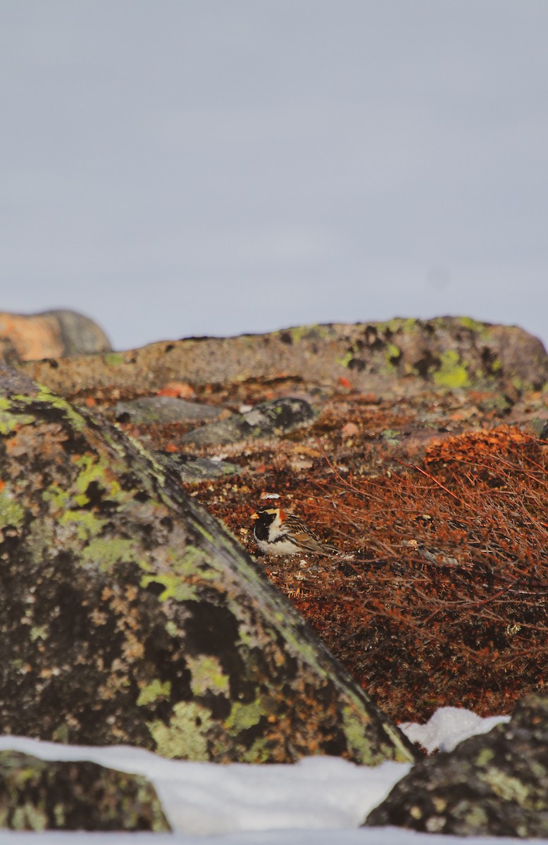 Lapland Longspur - Camryn Vestby