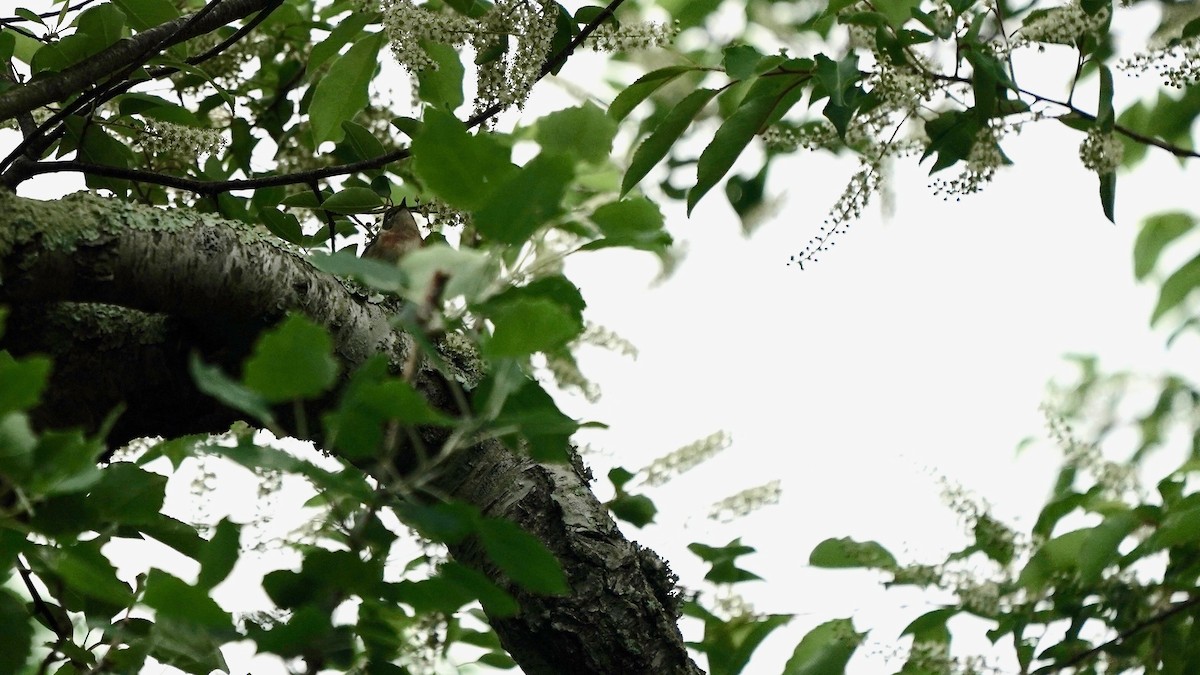 Bay-breasted Warbler - Indira Thirkannad