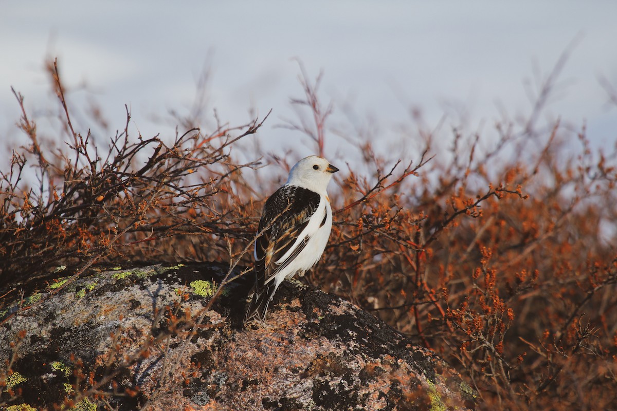 Snow Bunting - Camryn Vestby