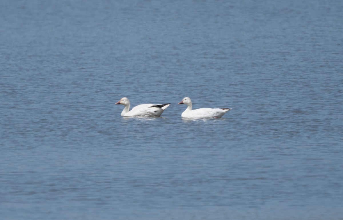 Snow Goose - Joshua Greenfield