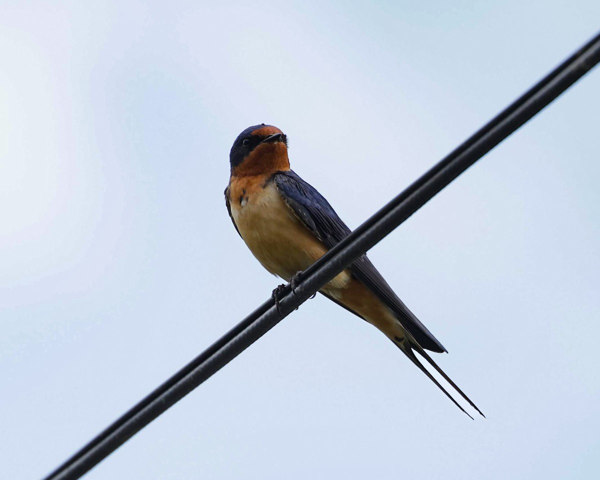 Barn Swallow - Chantal Brault