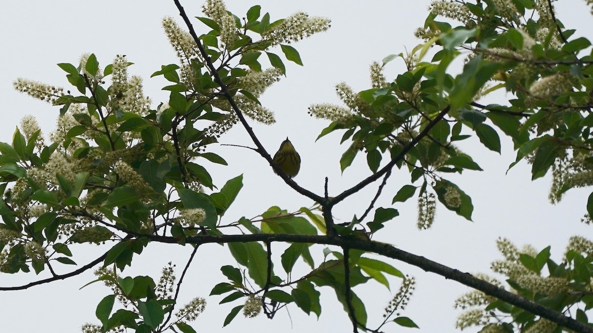 Magnolia Warbler - Indira Thirkannad