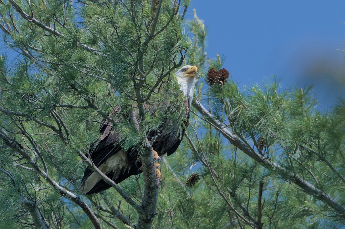 Weißkopf-Seeadler - ML619468019