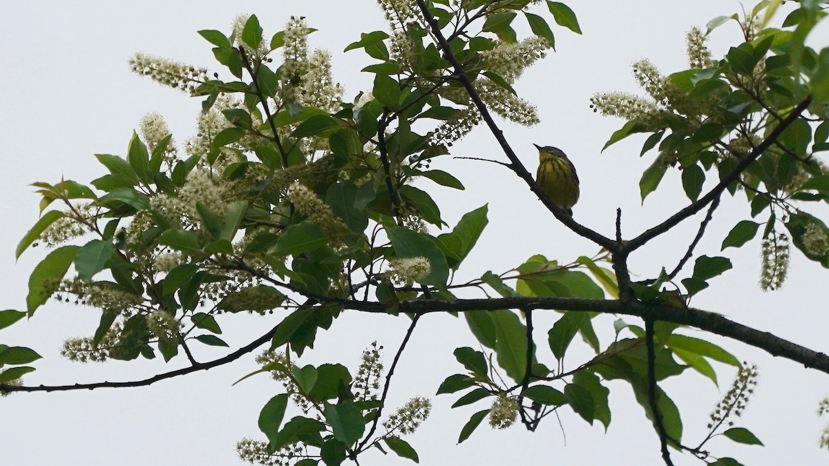 Magnolia Warbler - Indira Thirkannad