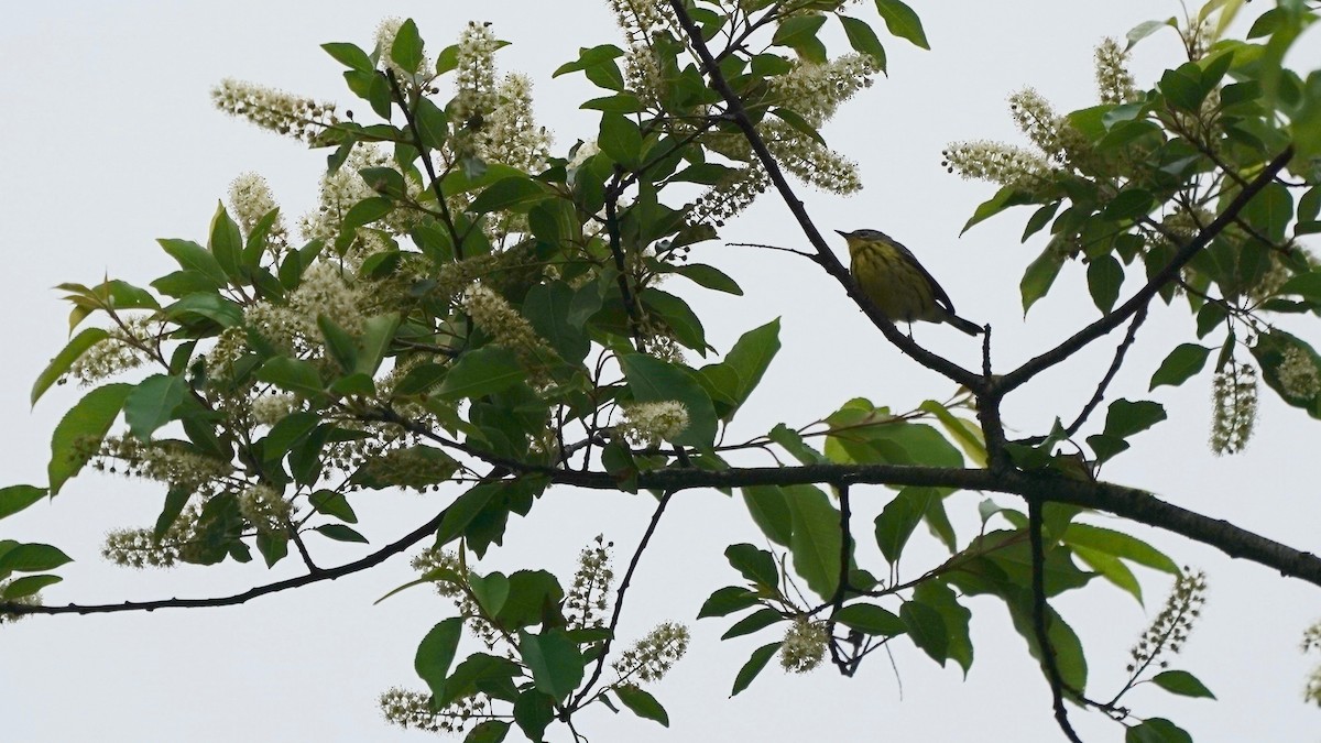 Magnolia Warbler - Indira Thirkannad