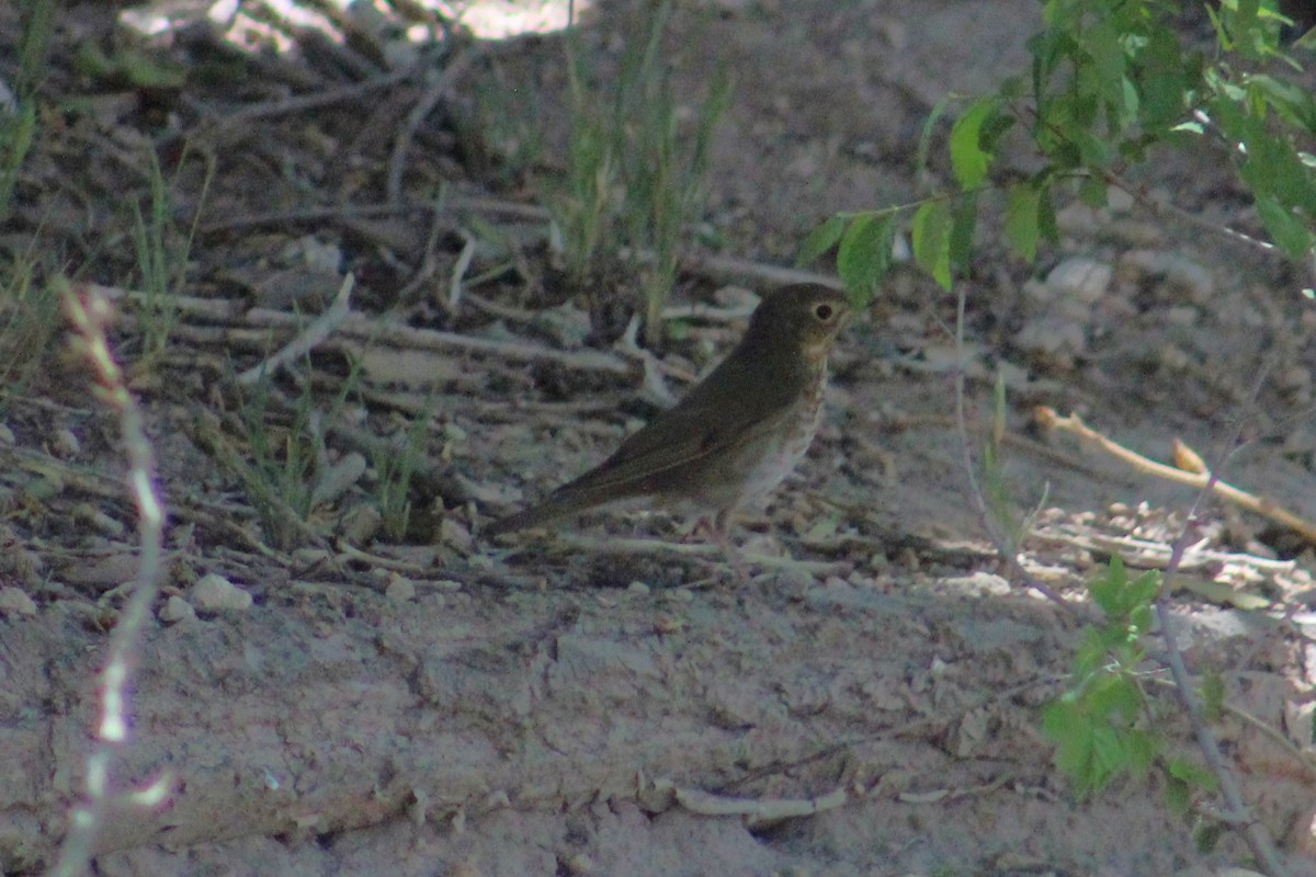 Swainson's Thrush - Adair Bock