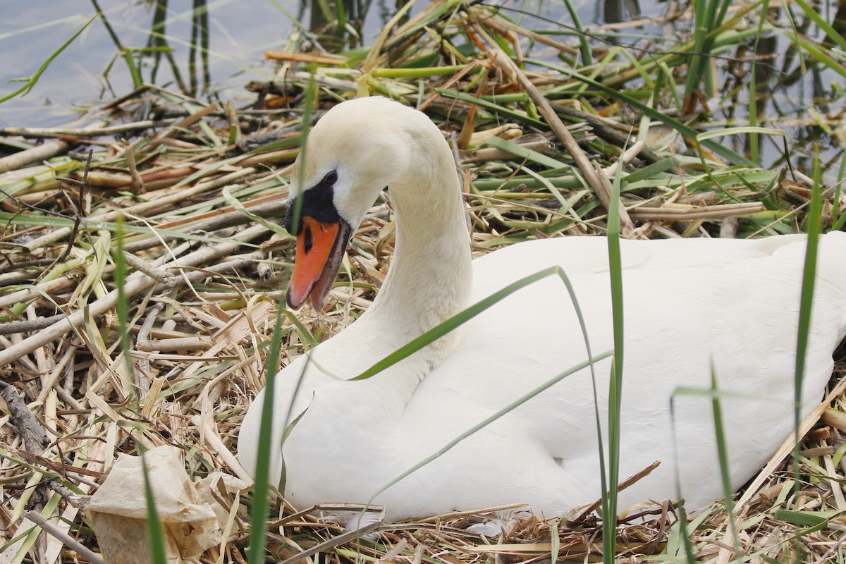 Mute Swan - walter sliva