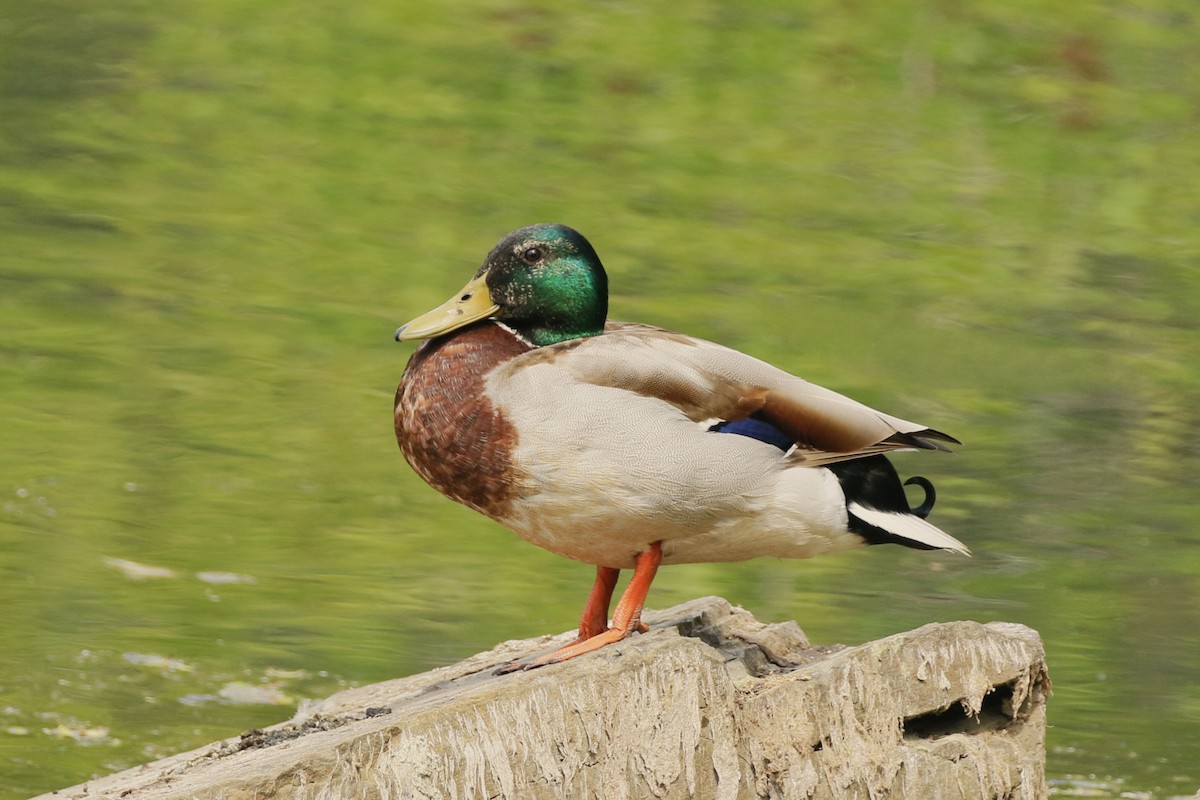 Mallard - walter sliva