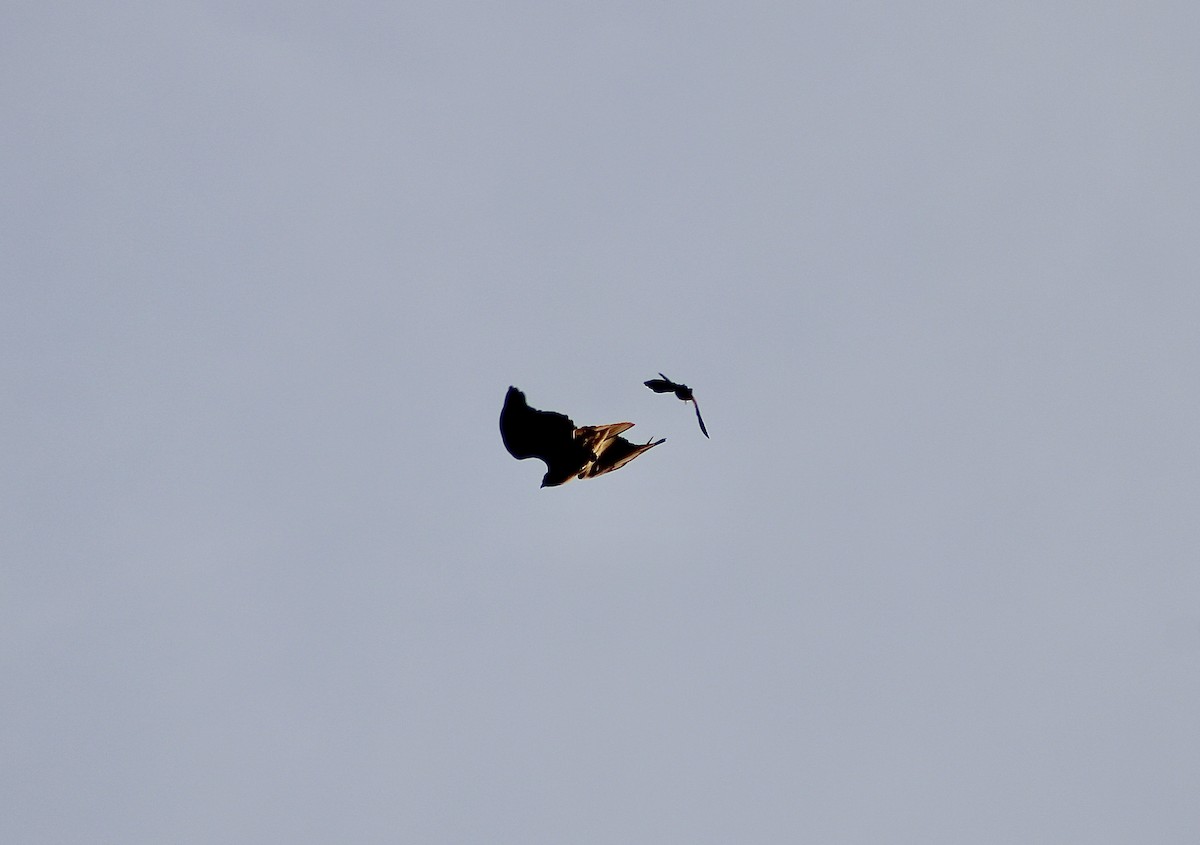 Red-tailed Hawk - India Digiacomo