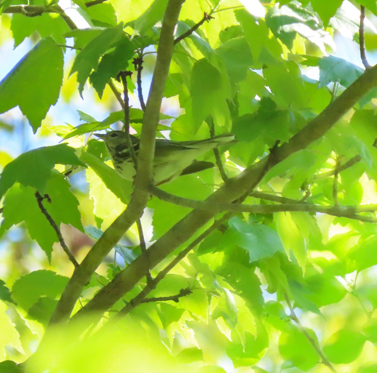 Blackpoll Warbler - Shilo McDonald