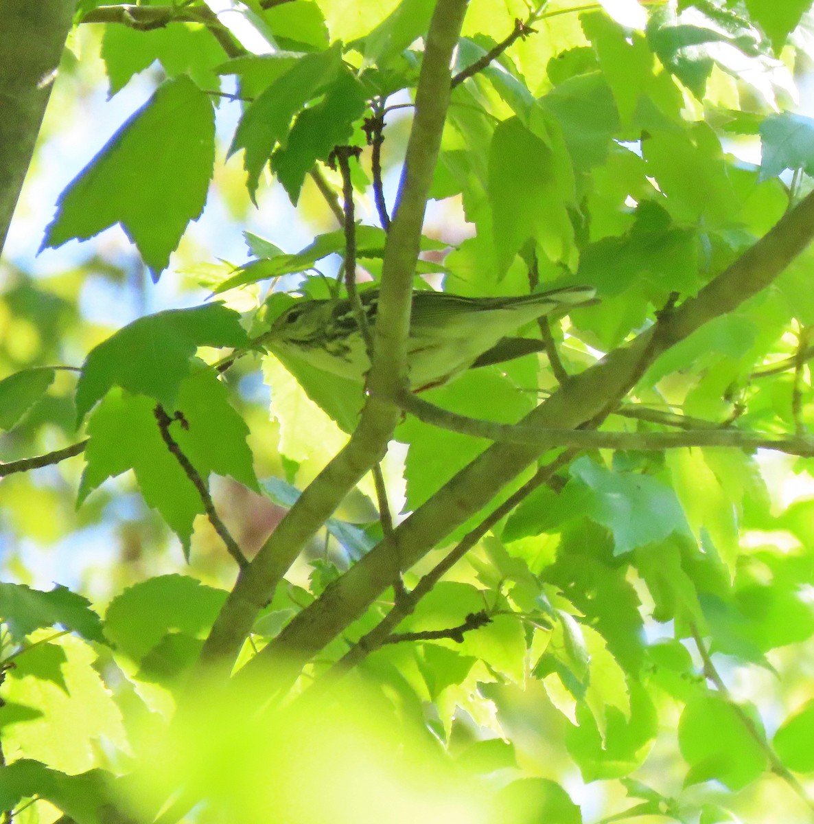 Blackpoll Warbler - Shilo McDonald