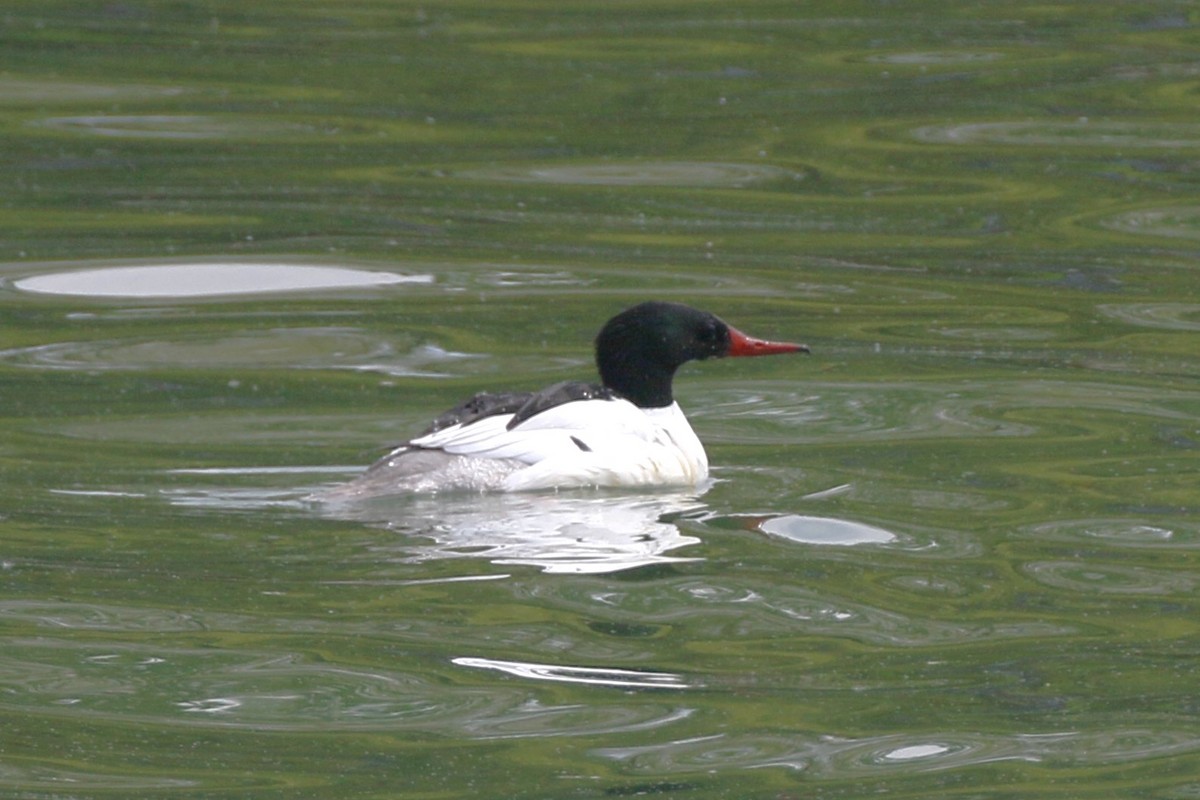 Common Merganser - walter sliva