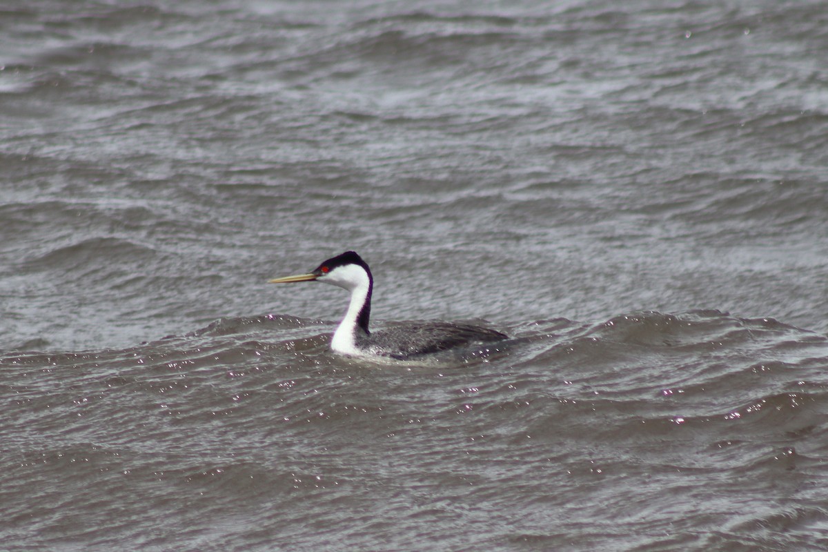 Western Grebe - Mark Kamprath