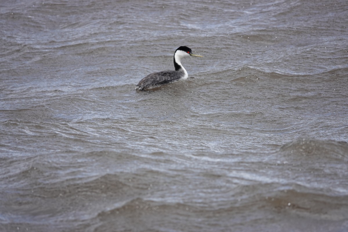 Western Grebe - Mark Kamprath