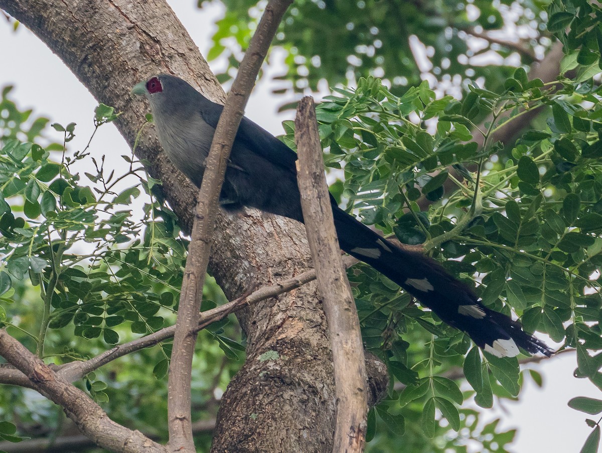 Green-billed Malkoha - ML619468063