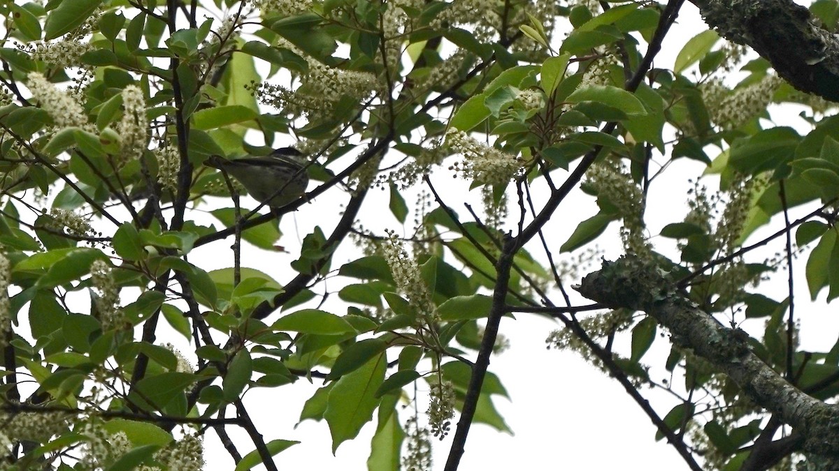 Blackpoll Warbler - Indira Thirkannad