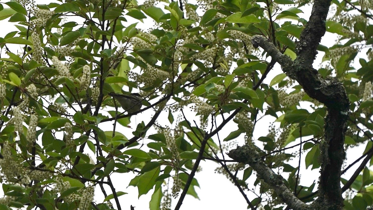 Blackpoll Warbler - Indira Thirkannad
