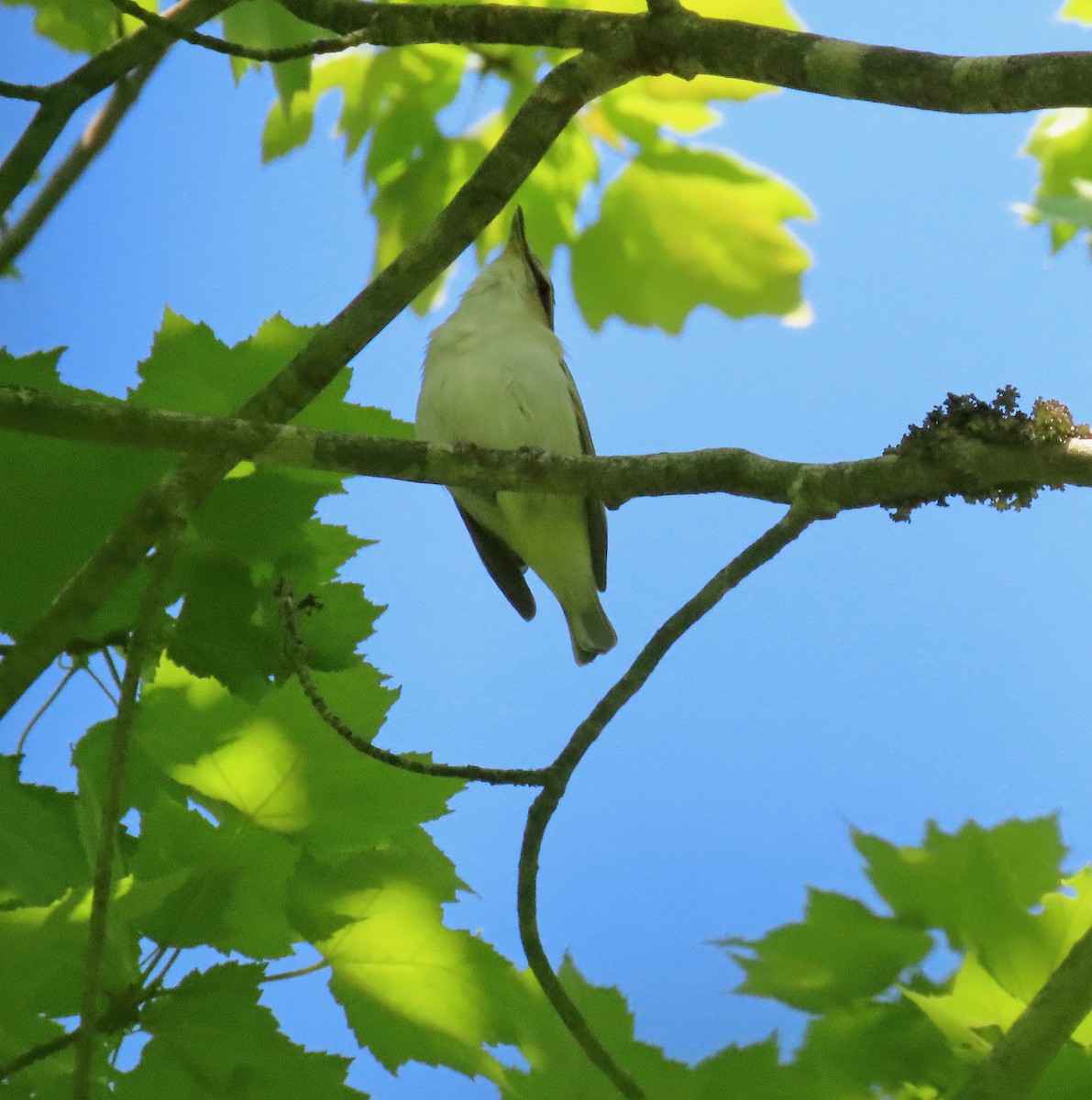 Red-eyed Vireo - Shilo McDonald