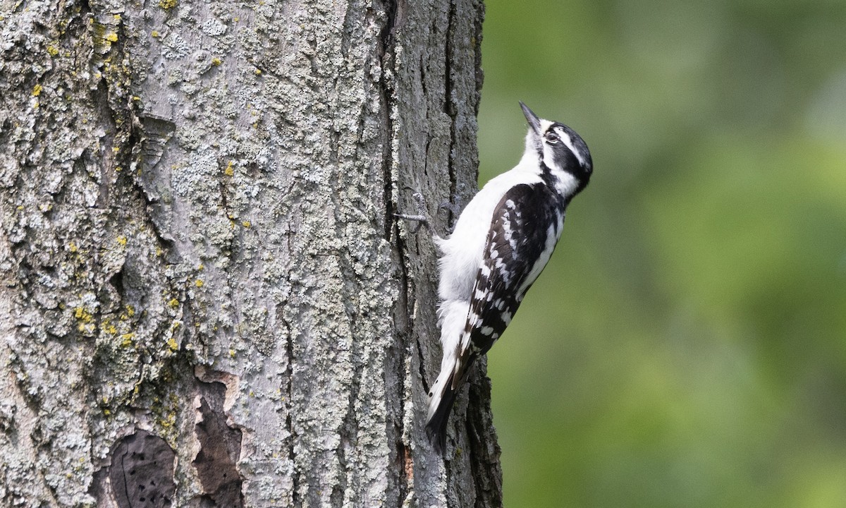 Downy Woodpecker - Ben Loehnen