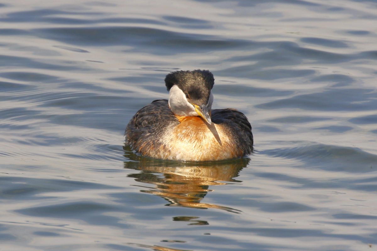 Red-necked Grebe - ML619468072