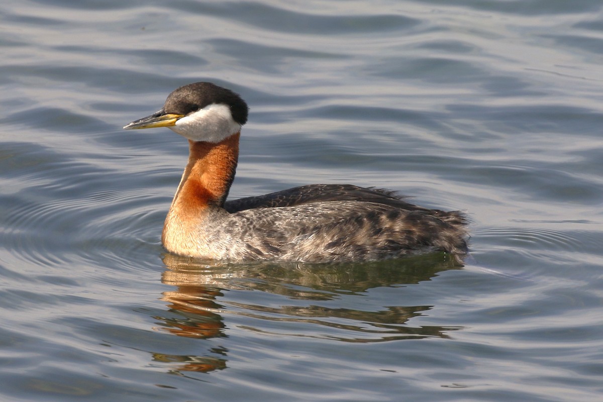 Red-necked Grebe - walter sliva