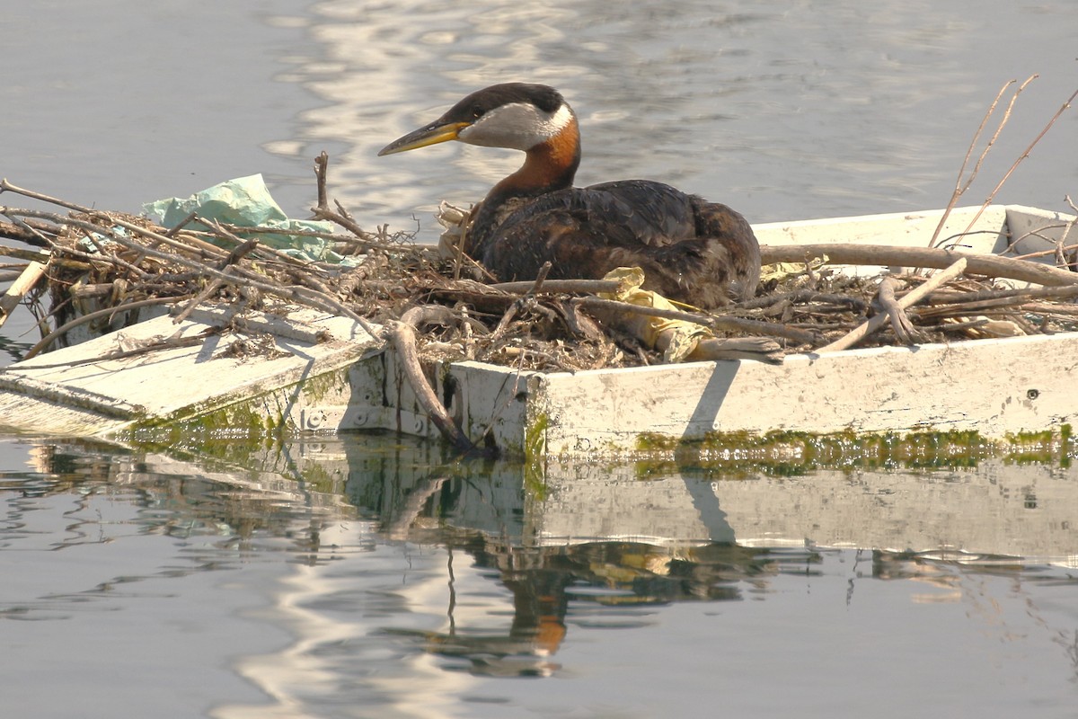 Red-necked Grebe - walter sliva