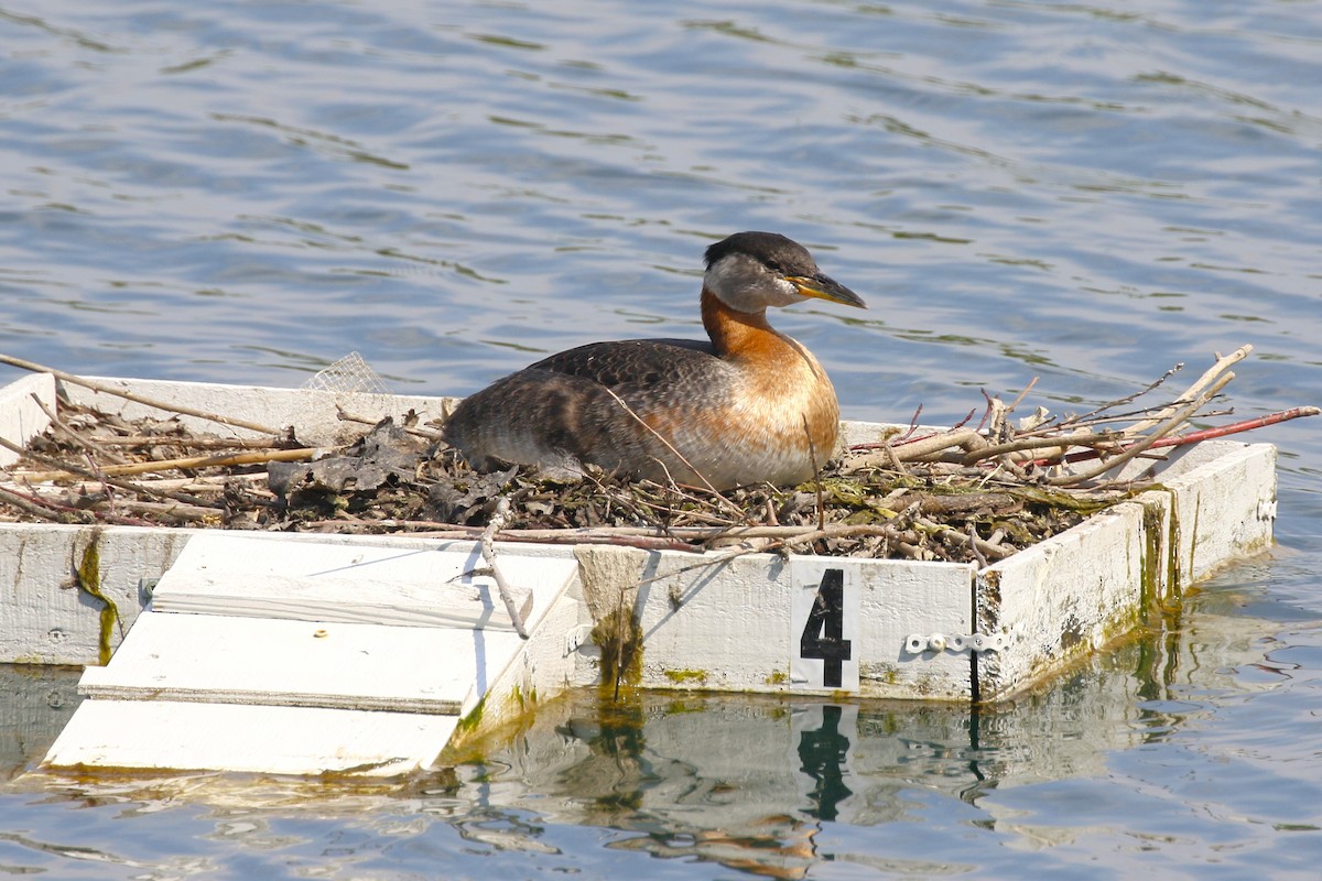 Red-necked Grebe - walter sliva