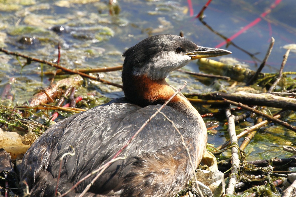 Red-necked Grebe - ML619468076