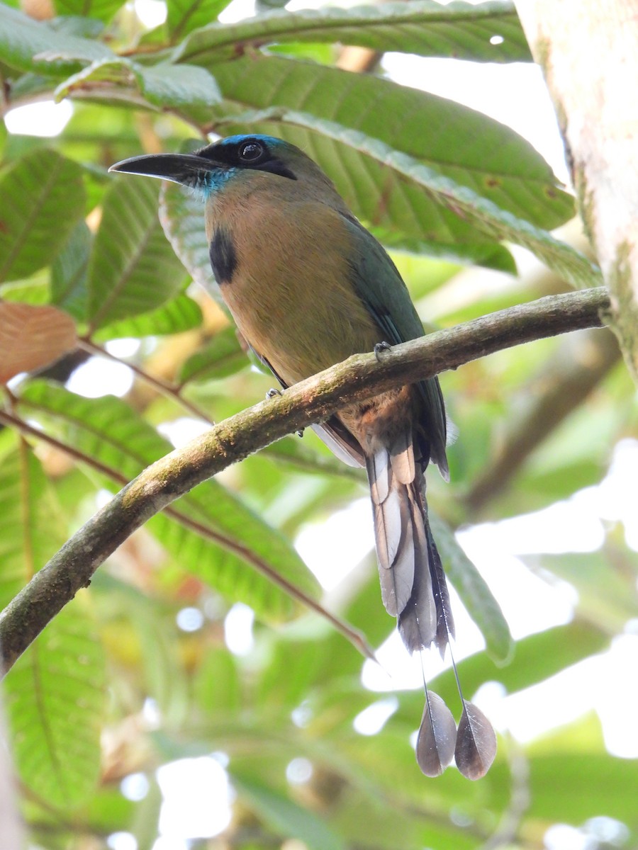 Motmot à bec caréné - ML619468077