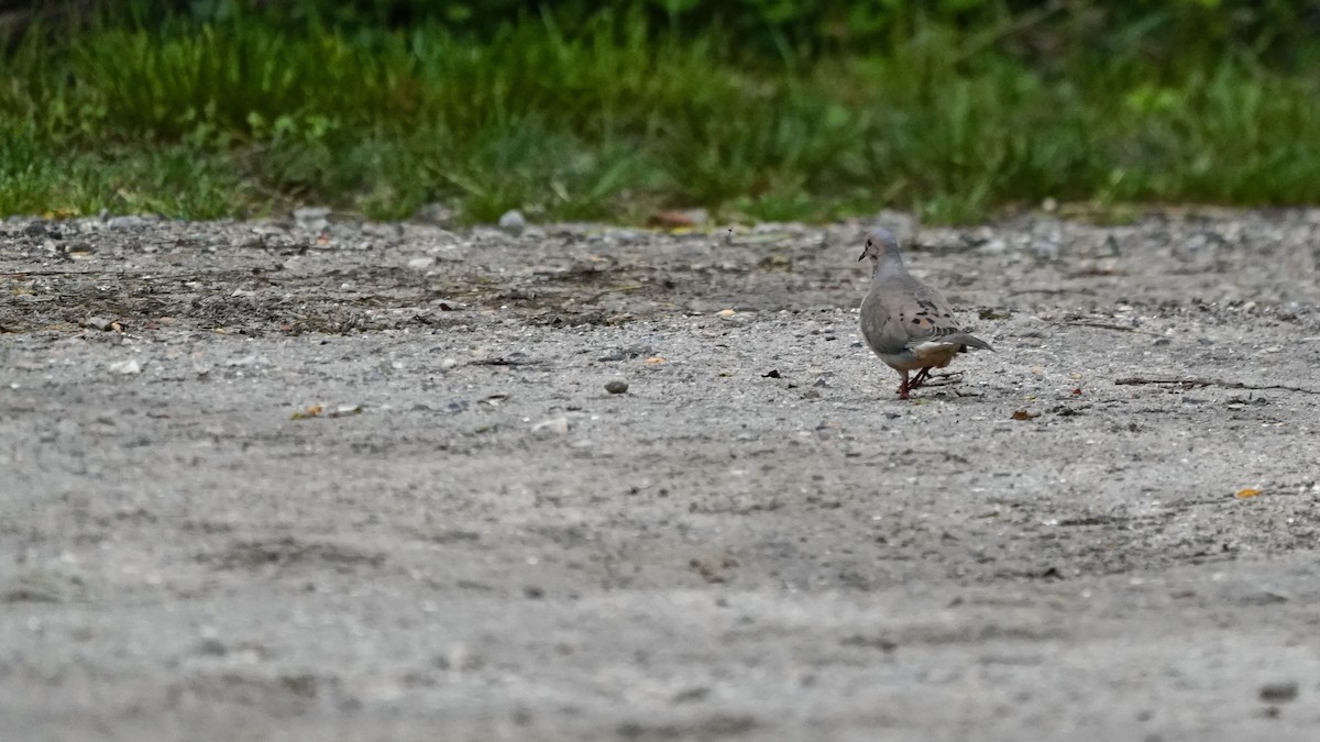 Mourning Dove - Indira Thirkannad