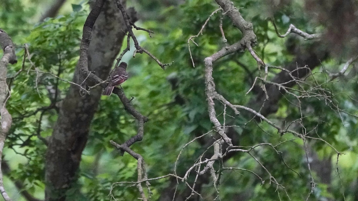 Great Crested Flycatcher - ML619468094