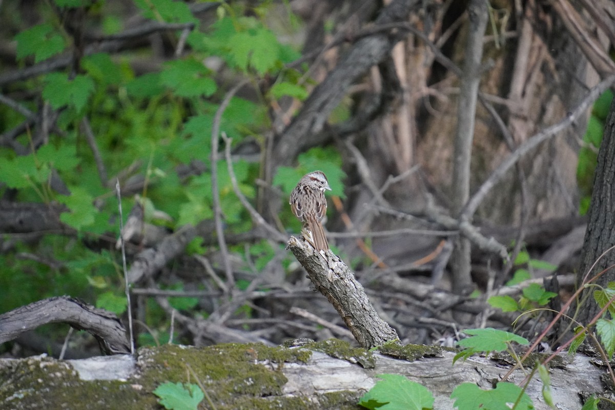 Song Sparrow - ML619468095