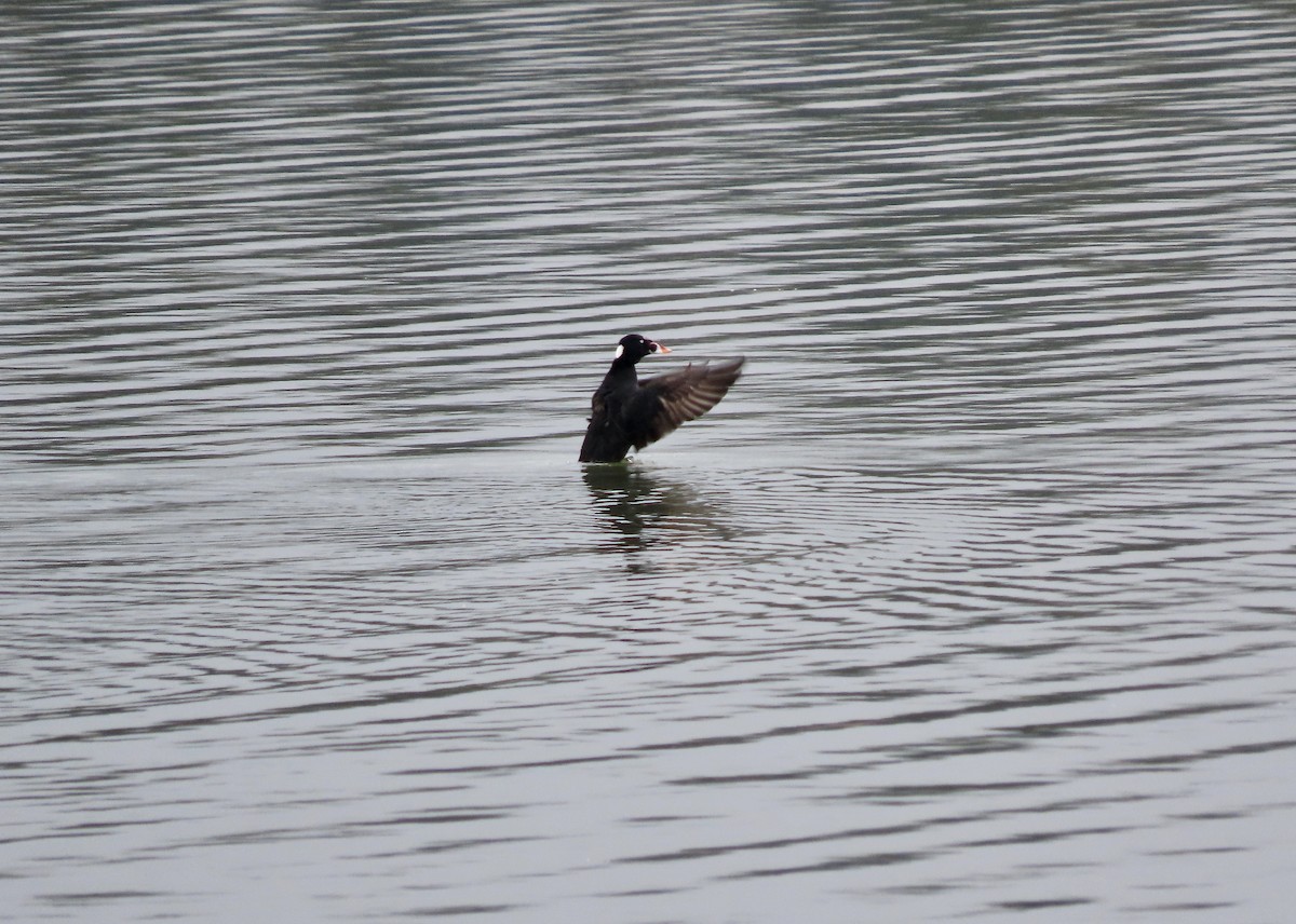 Surf Scoter - Dona Trodd