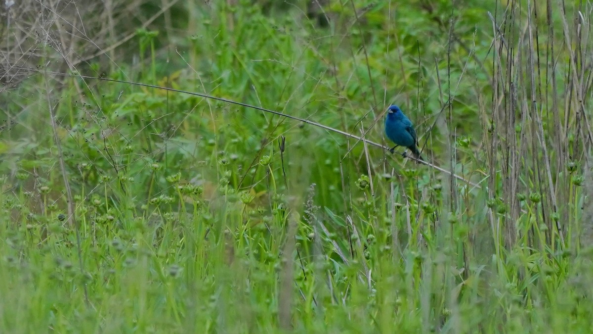 Indigo Bunting - Indira Thirkannad