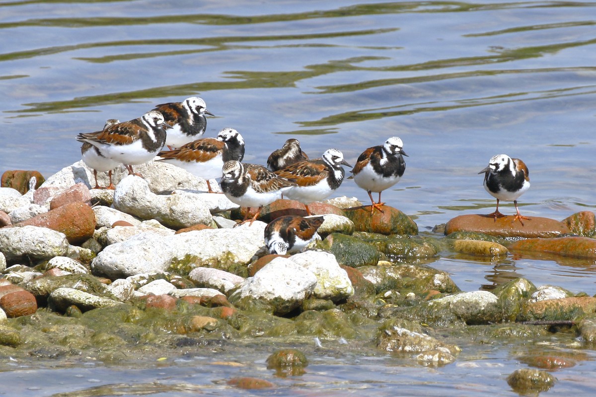 Ruddy Turnstone - walter sliva