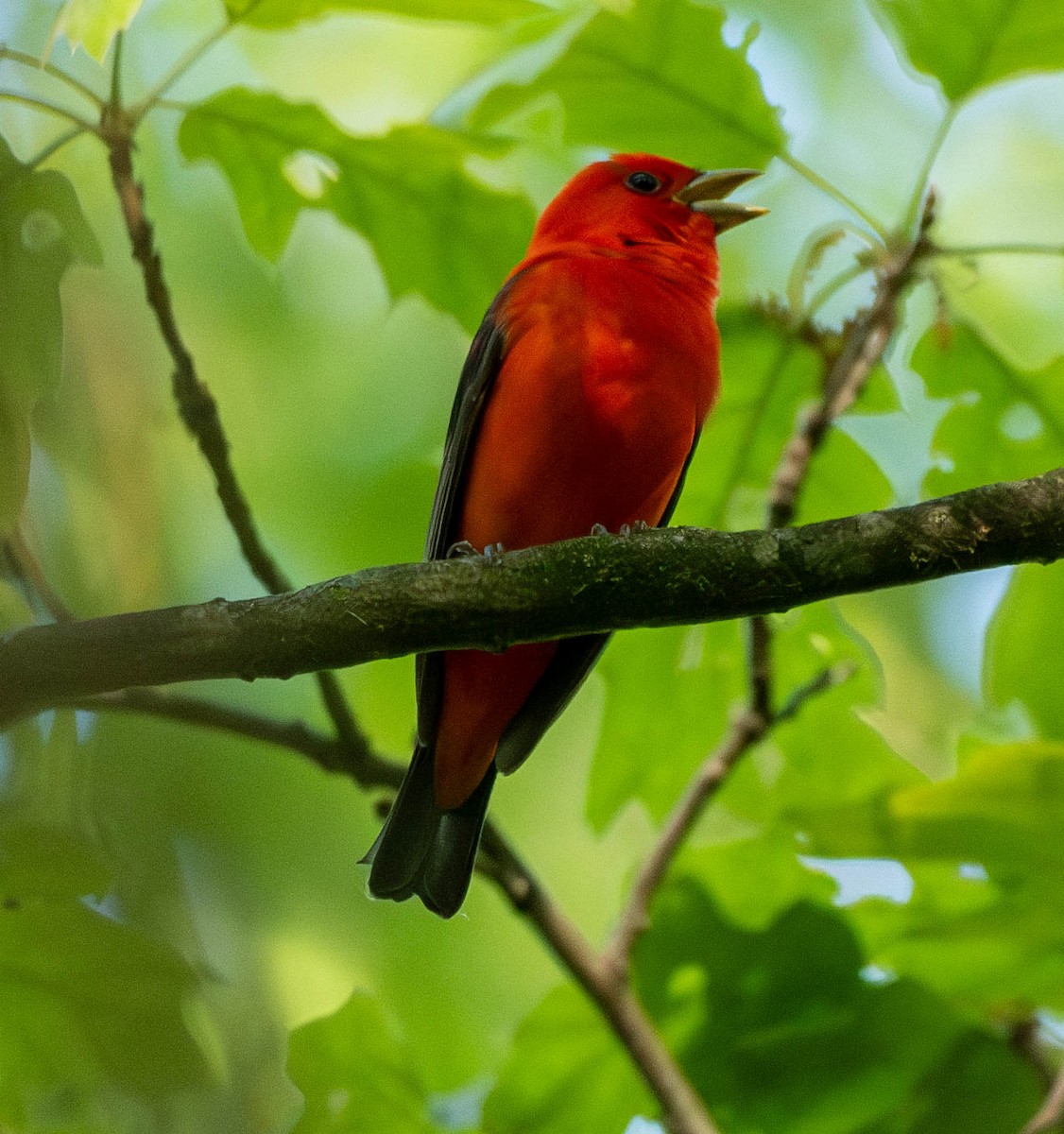 Scarlet Tanager - Richard Thunen