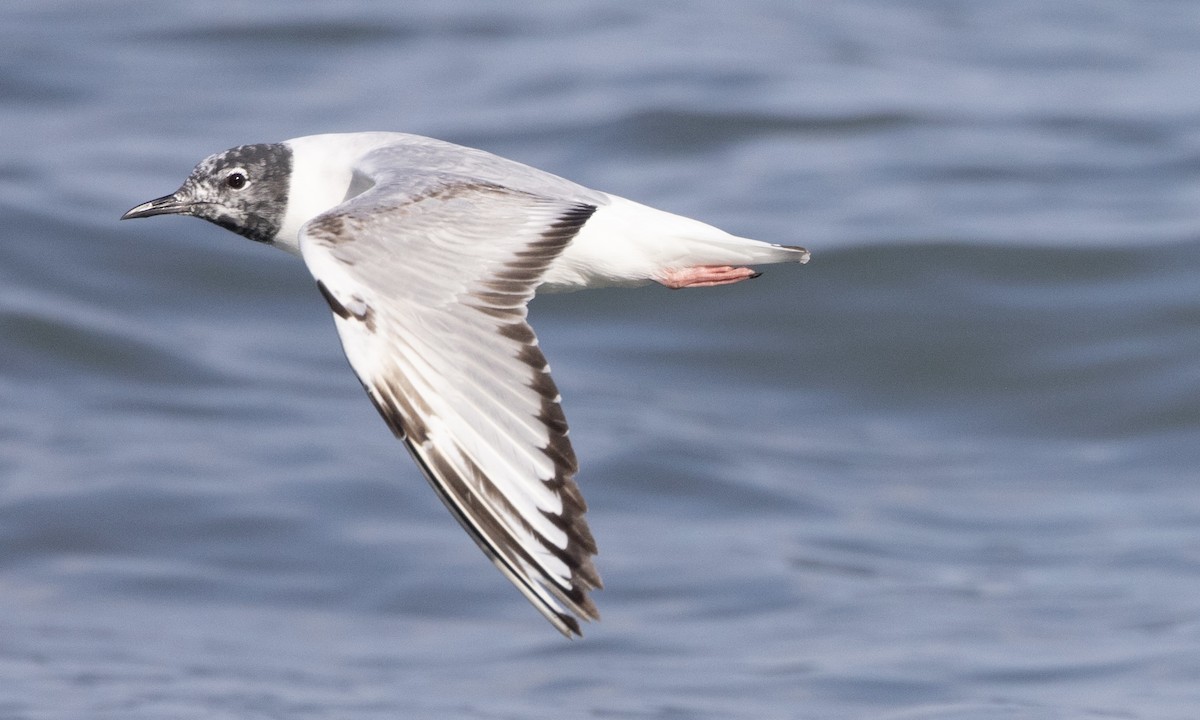 Bonaparte's Gull - Ben Loehnen