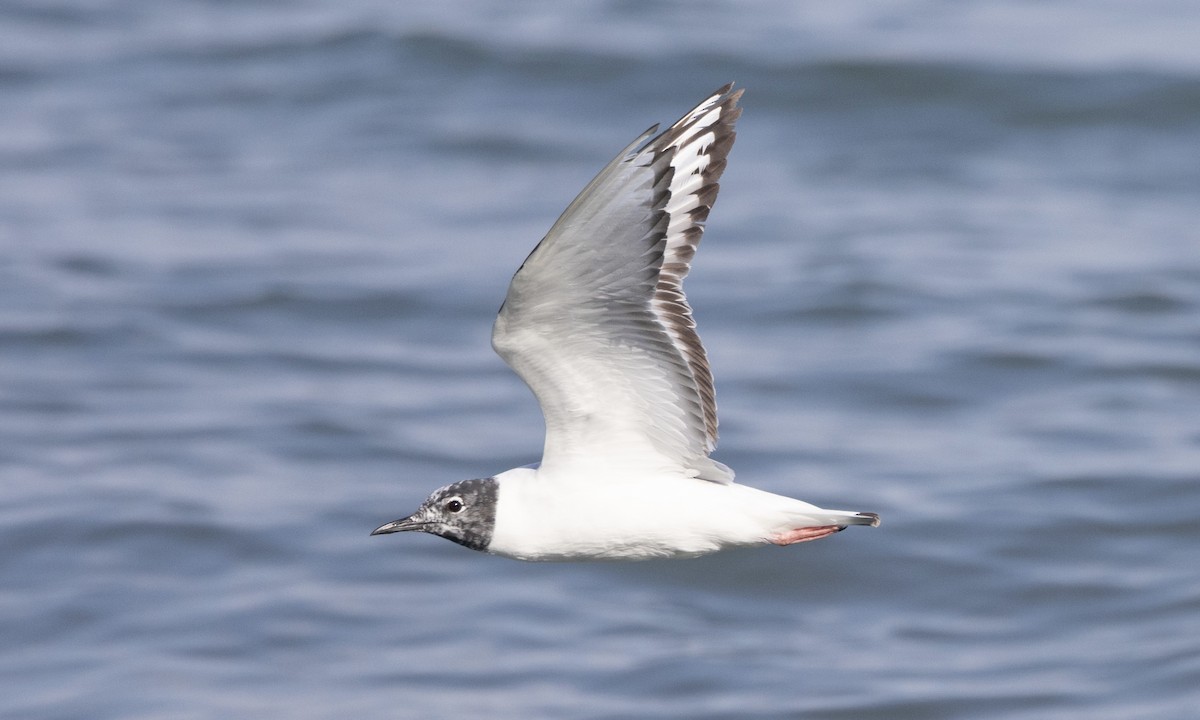 Bonaparte's Gull - Ben Loehnen