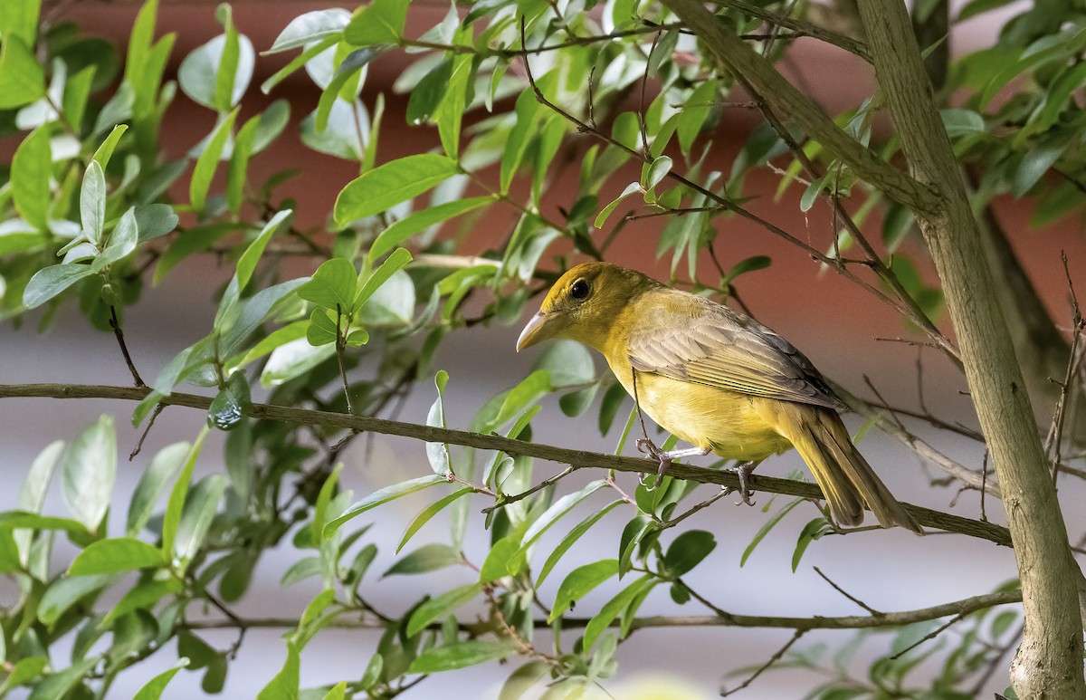 Summer Tanager - Mary D