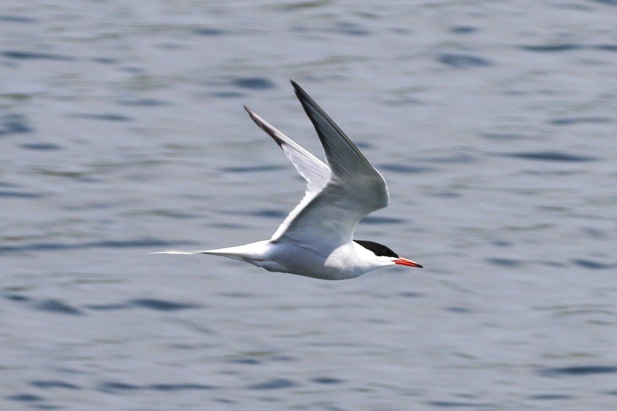 Common Tern - walter sliva
