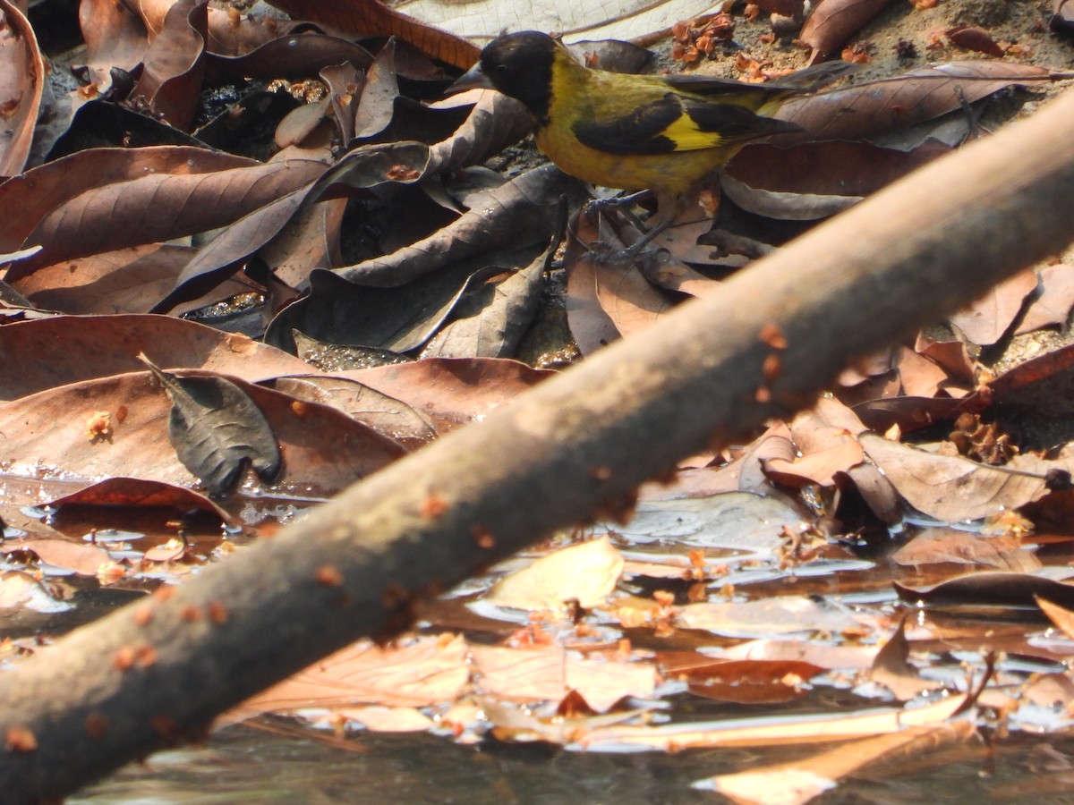 Black-headed Siskin - Joel Amaya (BirdwatchingRoatan.com)